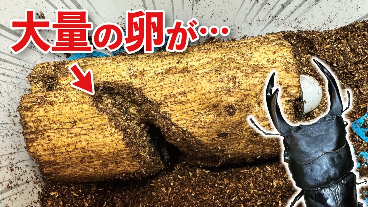 笑っちゃうほど大量のオオクワガタの卵を割り出していく！