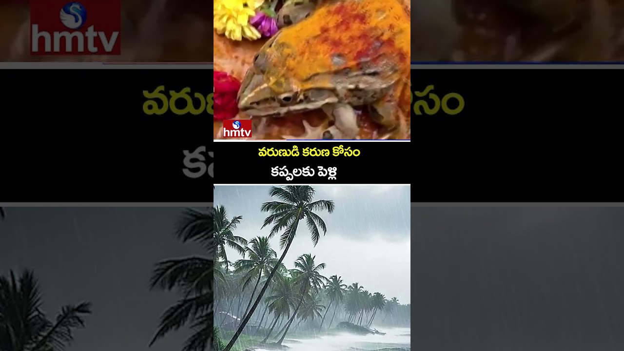 వరుణుడి కరుణ కోసం కప్పలకు పెళ్లి |Vadapalem to invoke rain kappala pelli |hmtv