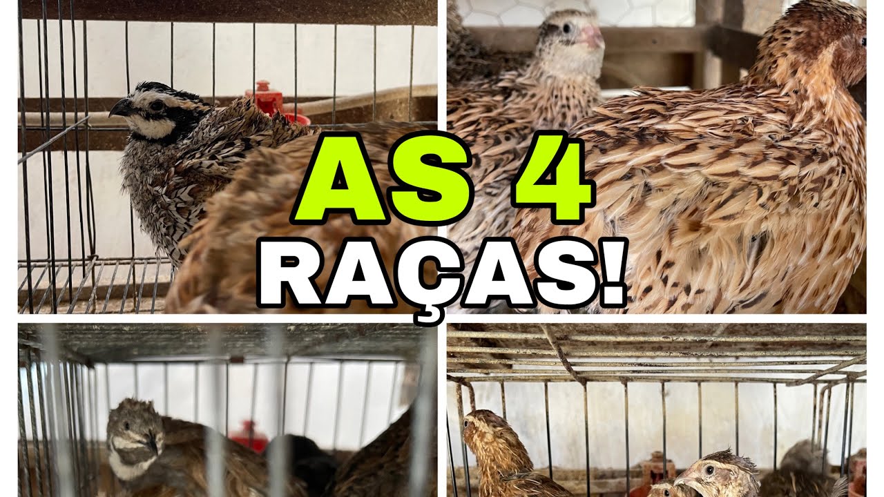 MOSTRANDO NOSSAS 4 RAÇAS DE CODORNAS!