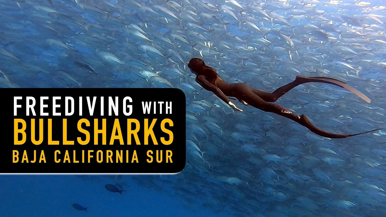 Freediving with Bullsharks & Walls of Jacks | Cabo Pulmo Baja, Mexico