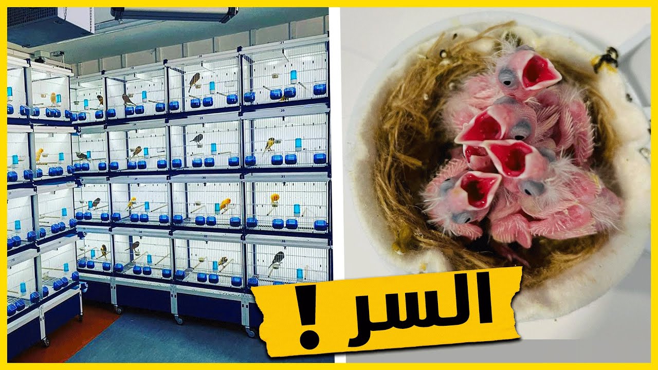 أسرار مذهلة يخفيها عنك المحترفون في تربية طيور الكناري .. تعرف عليها