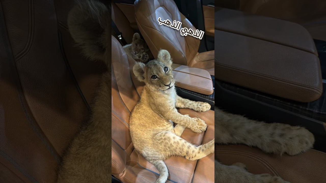 مطريشي جديد 9