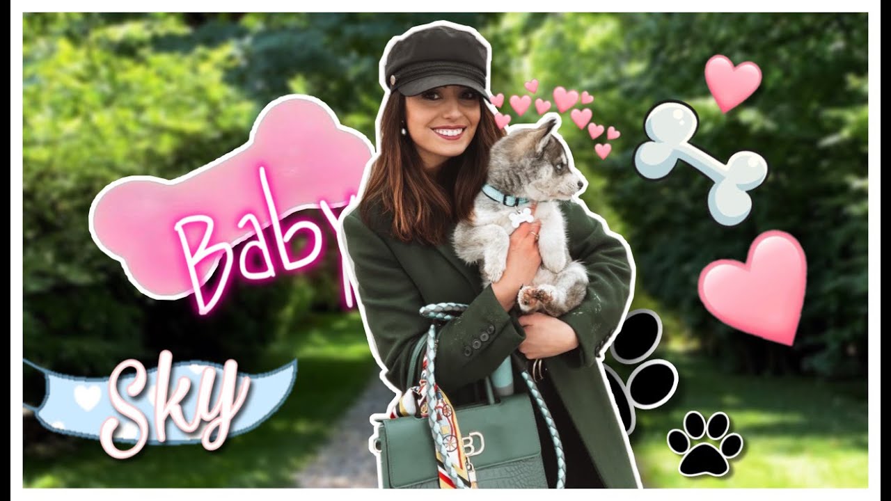 J'adopte un chiot husky siberian!🐶 (adoption, achats, accueil)