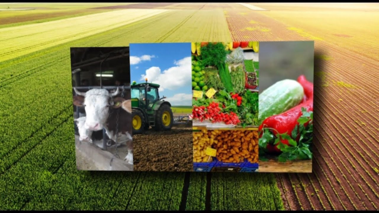 AGROKANAL - JASMIN SELIMOVIĆ KORNIŠONI 06-07-2024