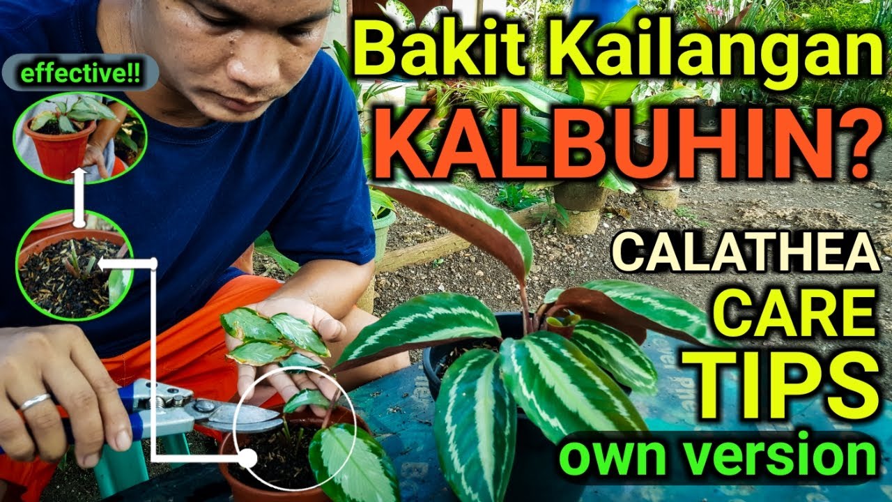 IMPORTANT CALATHEA TIPS FOR YOU | NASUBUKAN MO NA BA? plantzilla bhl