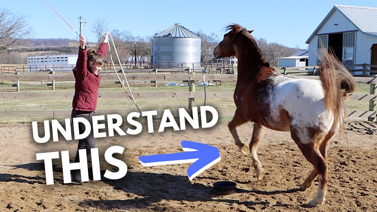 WHAT YOUR HORSE IS SAYING (and how to respond)