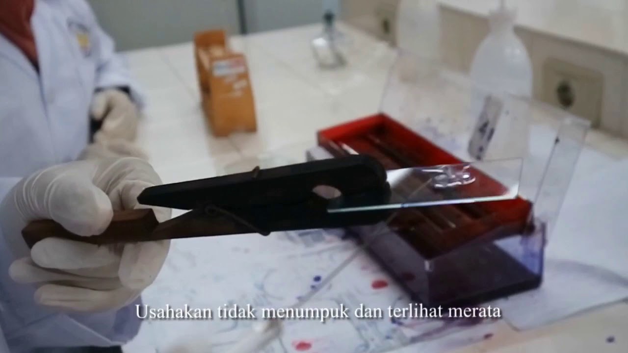 Pewarnaan Gram - Mikrobiologi