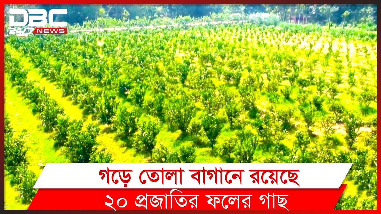 ৪০ বিঘা জমিতে মিশ্র ফলের বাগান।