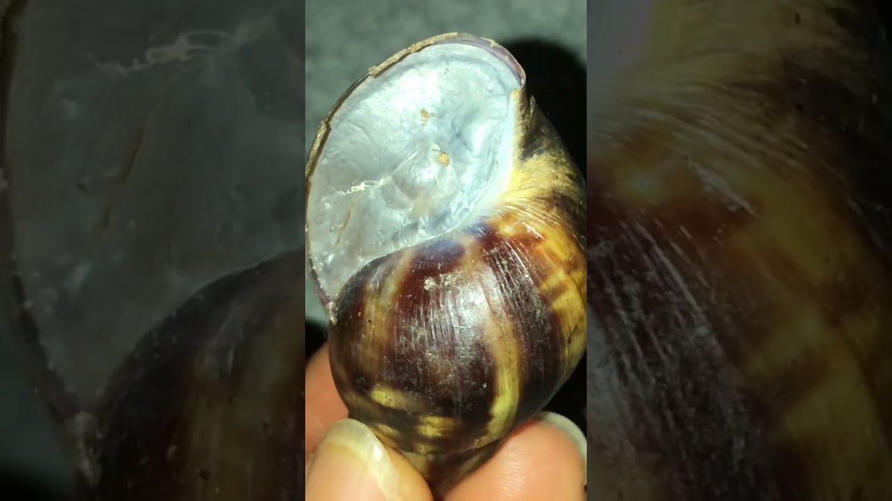 Sleep: snails wake up when rain returns. 