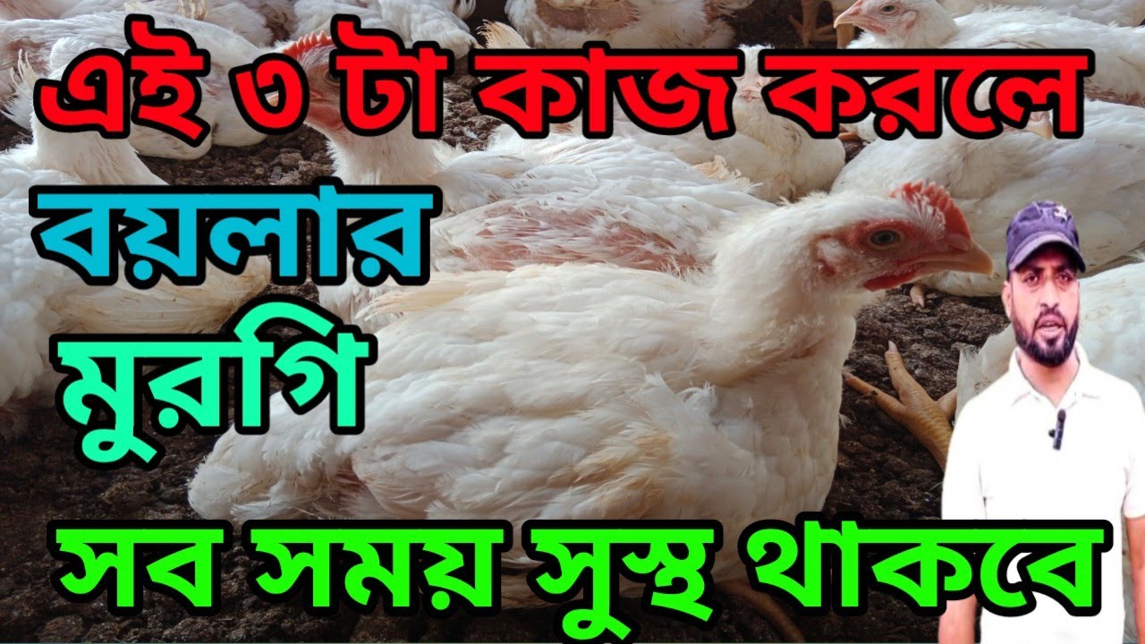 এই ৩ টা কাজ করলে বয়লার মুরগি সব সময় সুস্থ থাকবে |  খামারী | SK Hasan Agro 