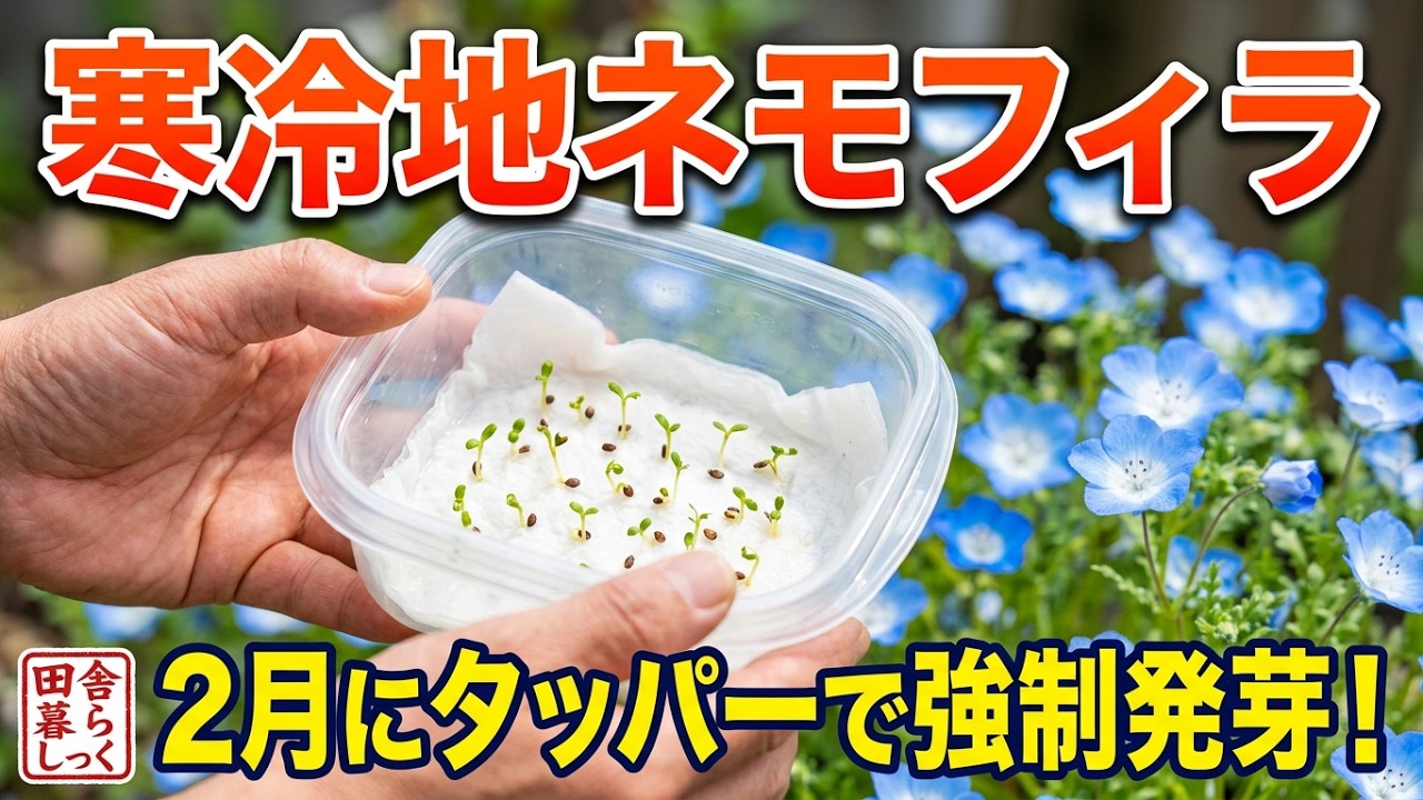 ネモフィラの育て方　切り戻しからの再生