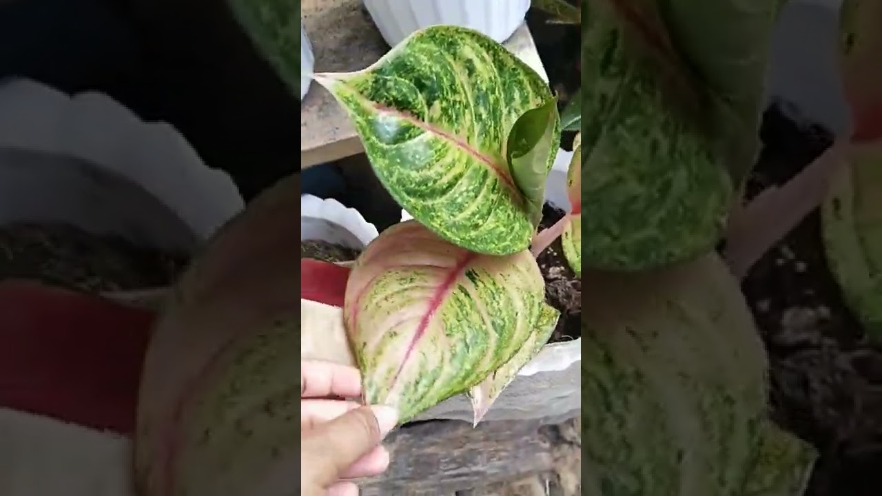 Different varaties of Aglaonema,cactus and caladium🌿🌿