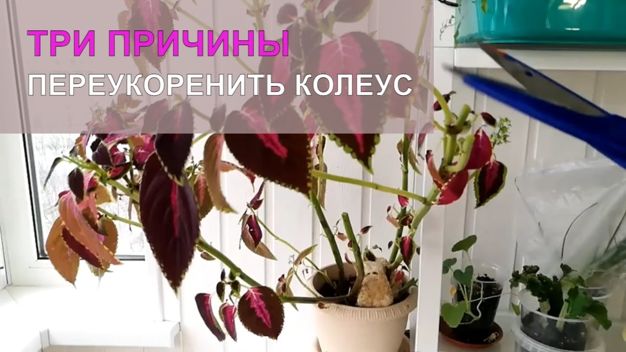 3 причины переукоренить колеус | Сад редких растений