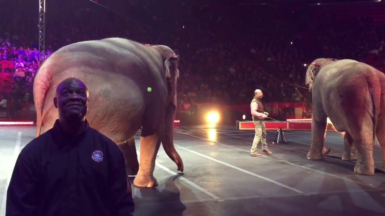 Ringling Bros. And Barnum & Baily Circus Elephants