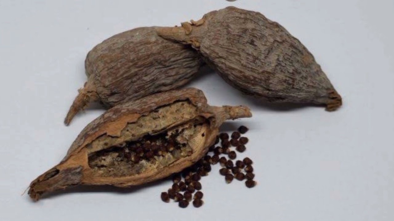 7 Most Powerful Ways Of Using Alligator pepper #theseer #alligatorpepper