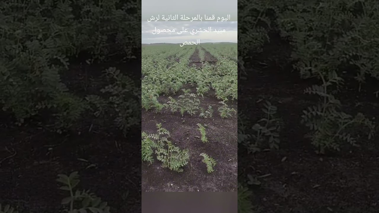 المرحلة الثانية من رش المبيد الحشري للمحصول الحمص تبع الفديو تال الاخير تستافد 👍🫶😘