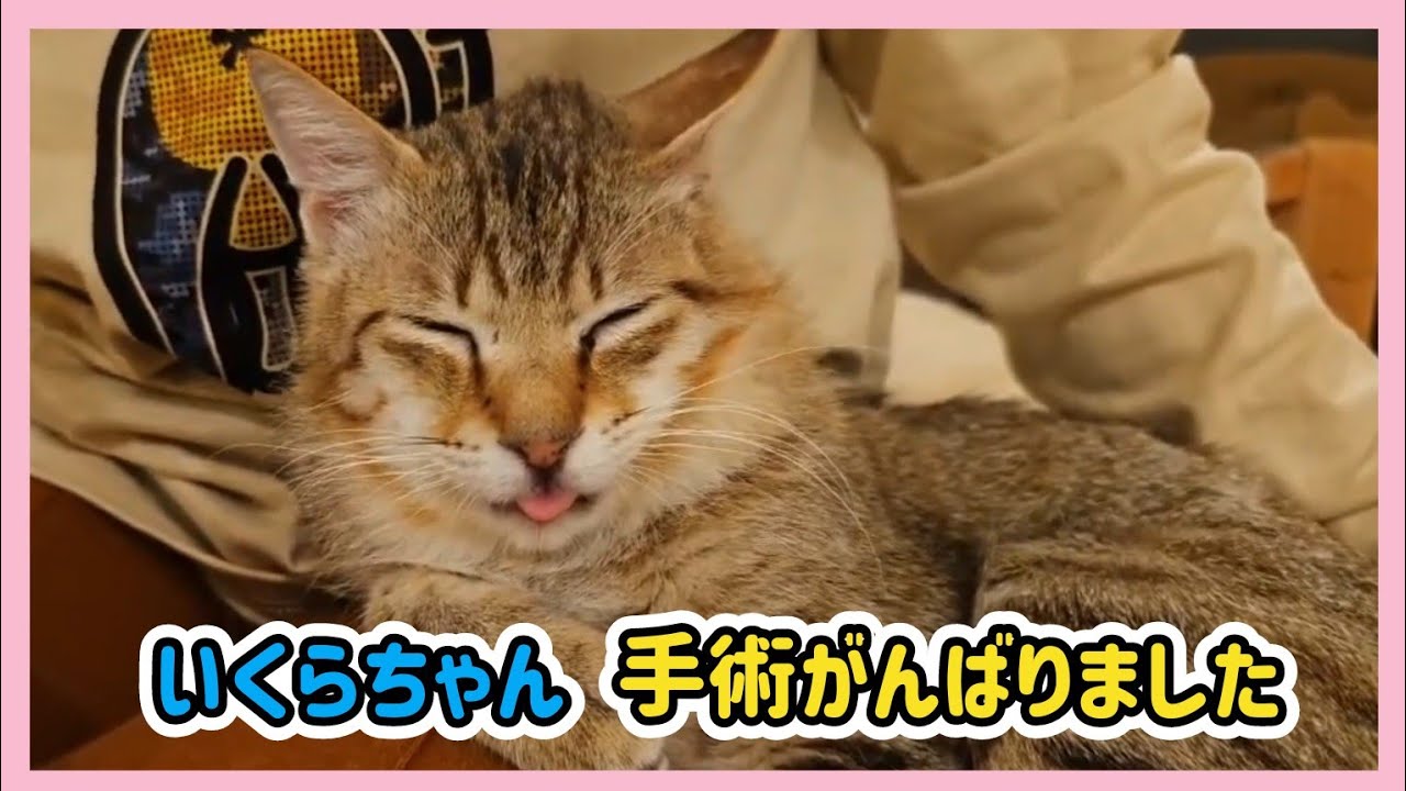 🔴【にこりら】いくらちゃん手術がんばったよライブ