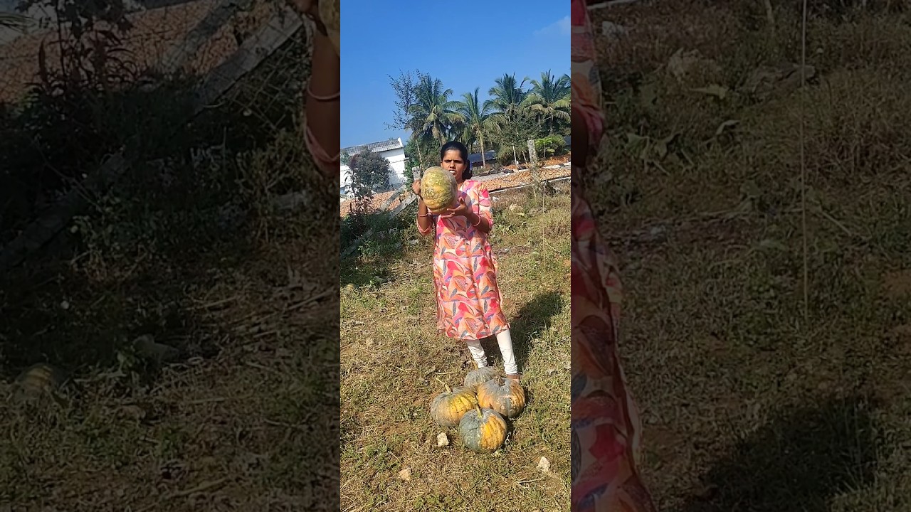 Today's harvest/sathya's garden #shortsfeed