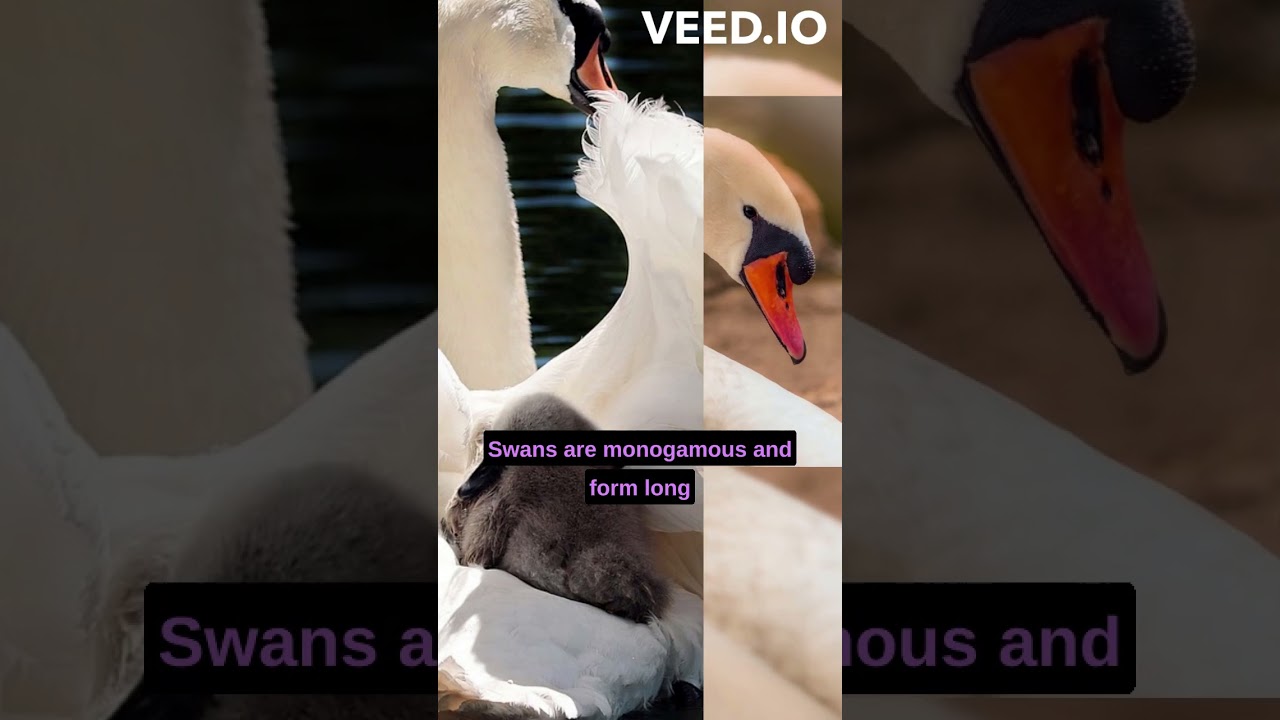 fast facts about the swan