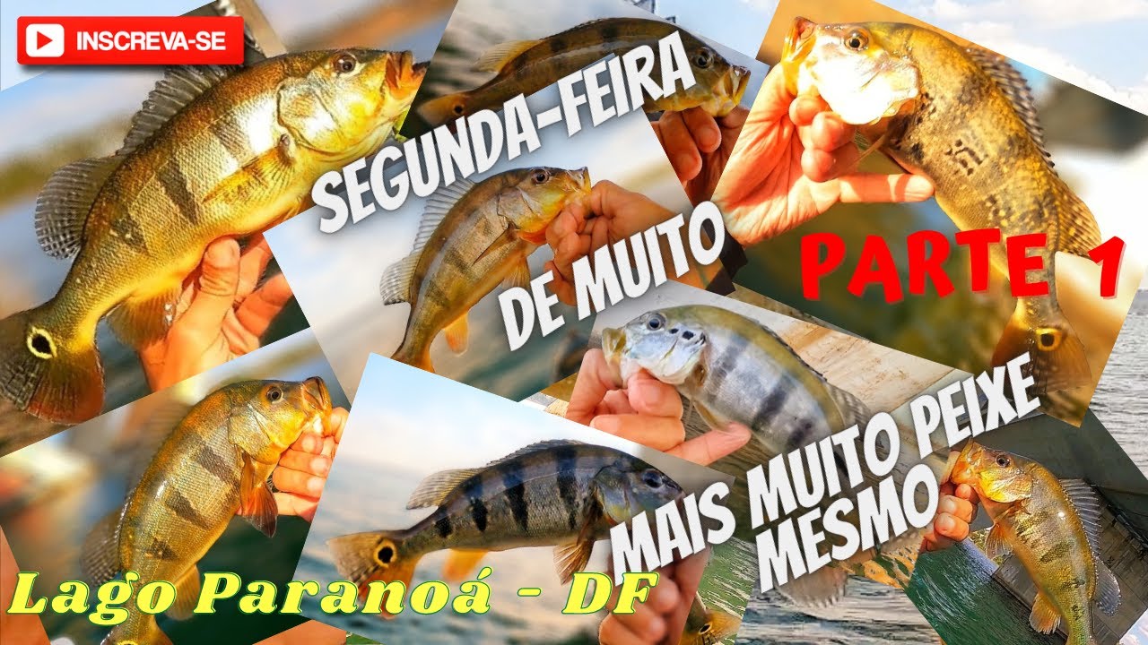CARDUMES e MAIS CARDUMES no Lago Paranoá - DF. Mais de 20 tucunarés em menos de 3 horas de pescaria