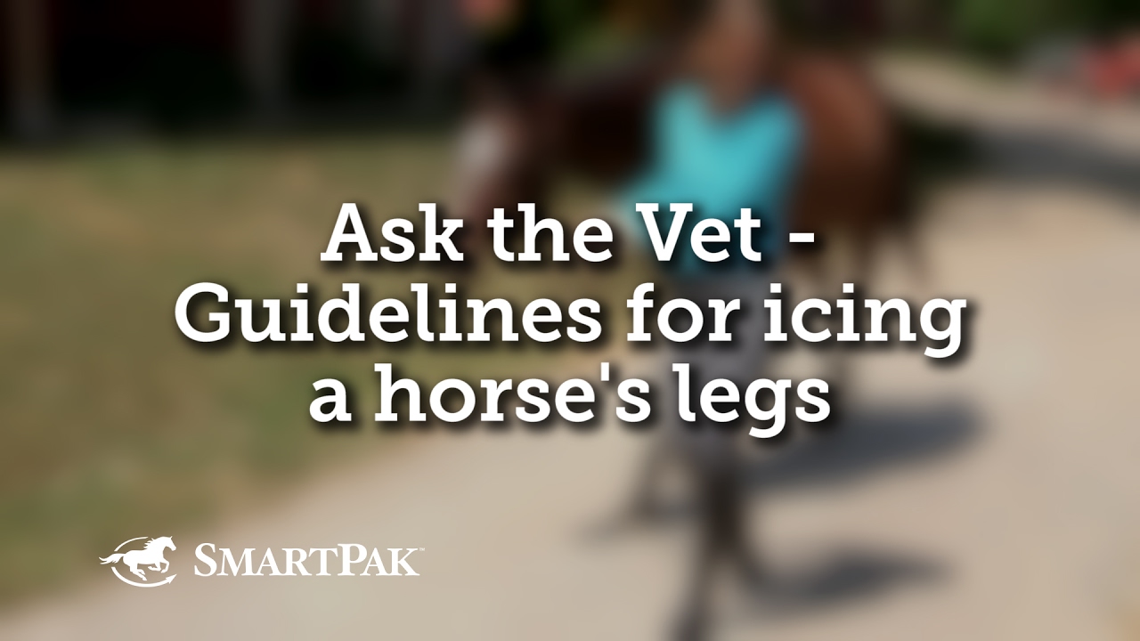 Ask the Vet - Guidelines for icing a horse's legs