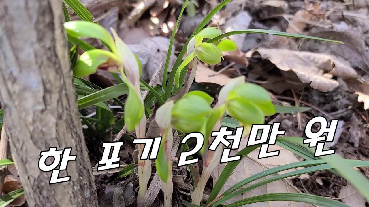 한 포기 2천만 원(?) 햇살 잘 드는 야산에서 가끔 보이는데!