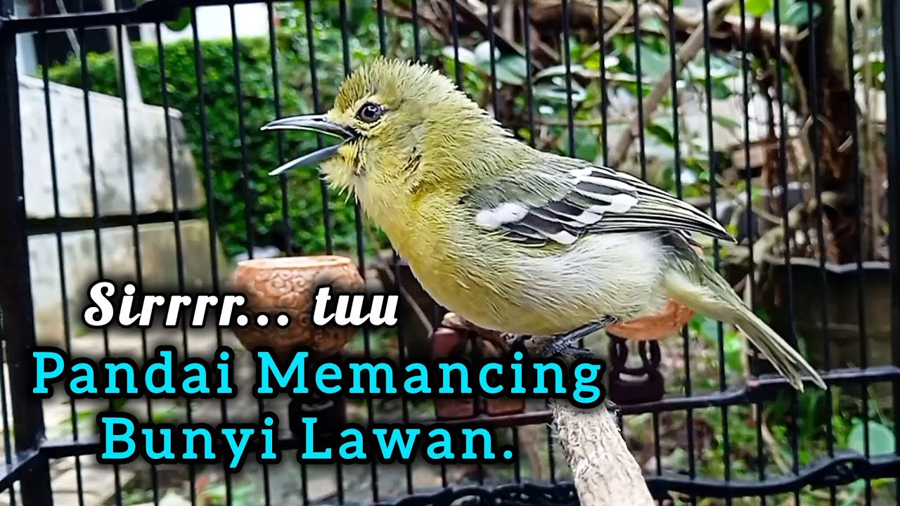 Suara Sirtu Gacor NGETIRnya Paling Ampuh Untuk Pancingan SIRTU/Cipow Gacor