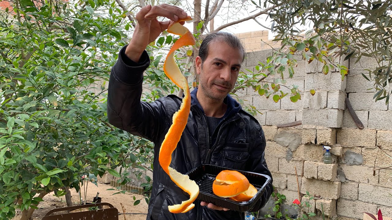 قشور البرتقال لا ترميها👈 فوايد للبشرة ، تبييض الأسنان ، تخسيس ، طرد نمل ، سماد حديقة ، غسيل سيارة🍊