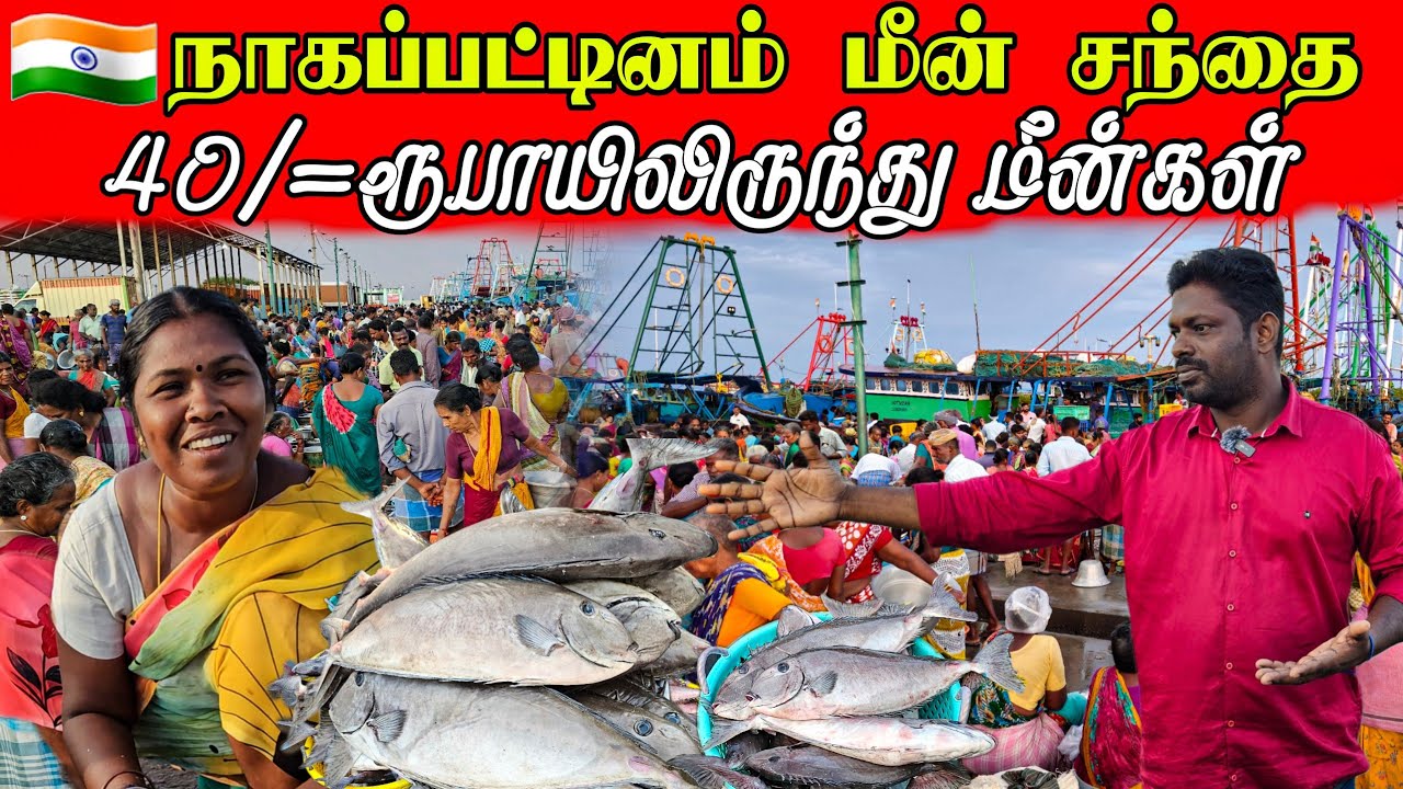 🇮🇳 பெண்கள் அதிகமாக மீன் வியாபாரம் செய்யும் சந்தை | nagapattinam fish market | vanni vlog