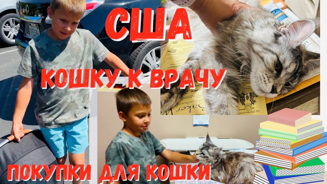 США Едем к ВЕТЕРИНАРУ/ Наши будни/ Покупки в ожидании котенка обзор/ Колледж
