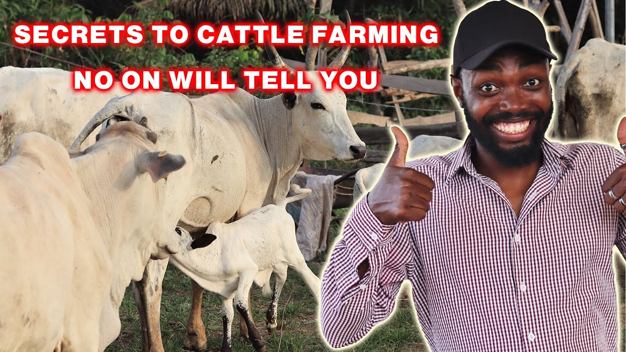 8 TIPS YOU NEED TO SUCCEED IN CATTLE FARMING | LIVESTOCK FARMING IN AFRICA