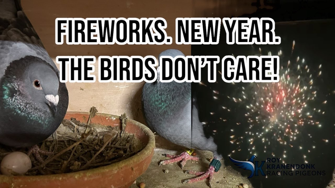 Fireworks | But the birds didn`t Care about it | Breeding Racing Pigeons!  2025