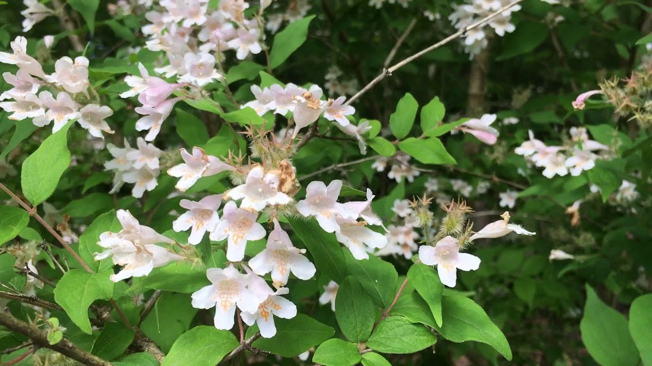 Abelia and Kolkwitzia - Two Shrubs to Know