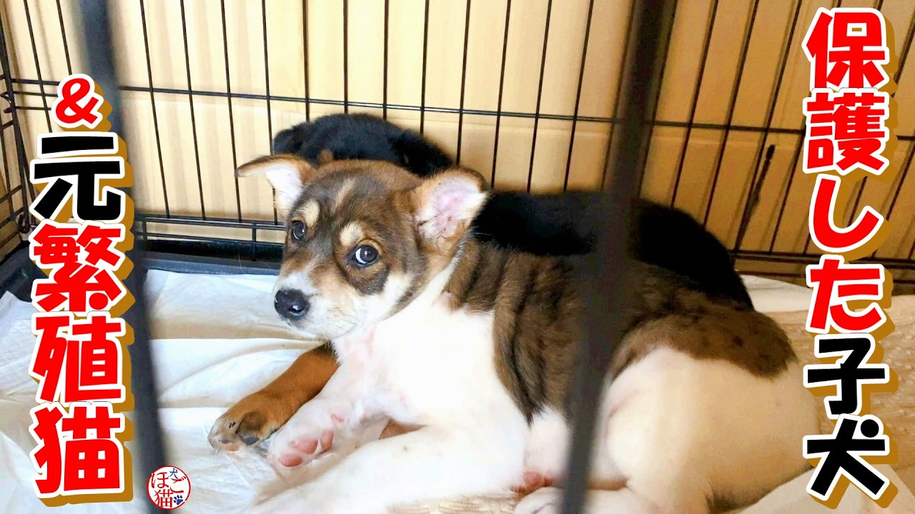 【保護犬　子犬　元繁殖猫】庭を走り回る子犬達