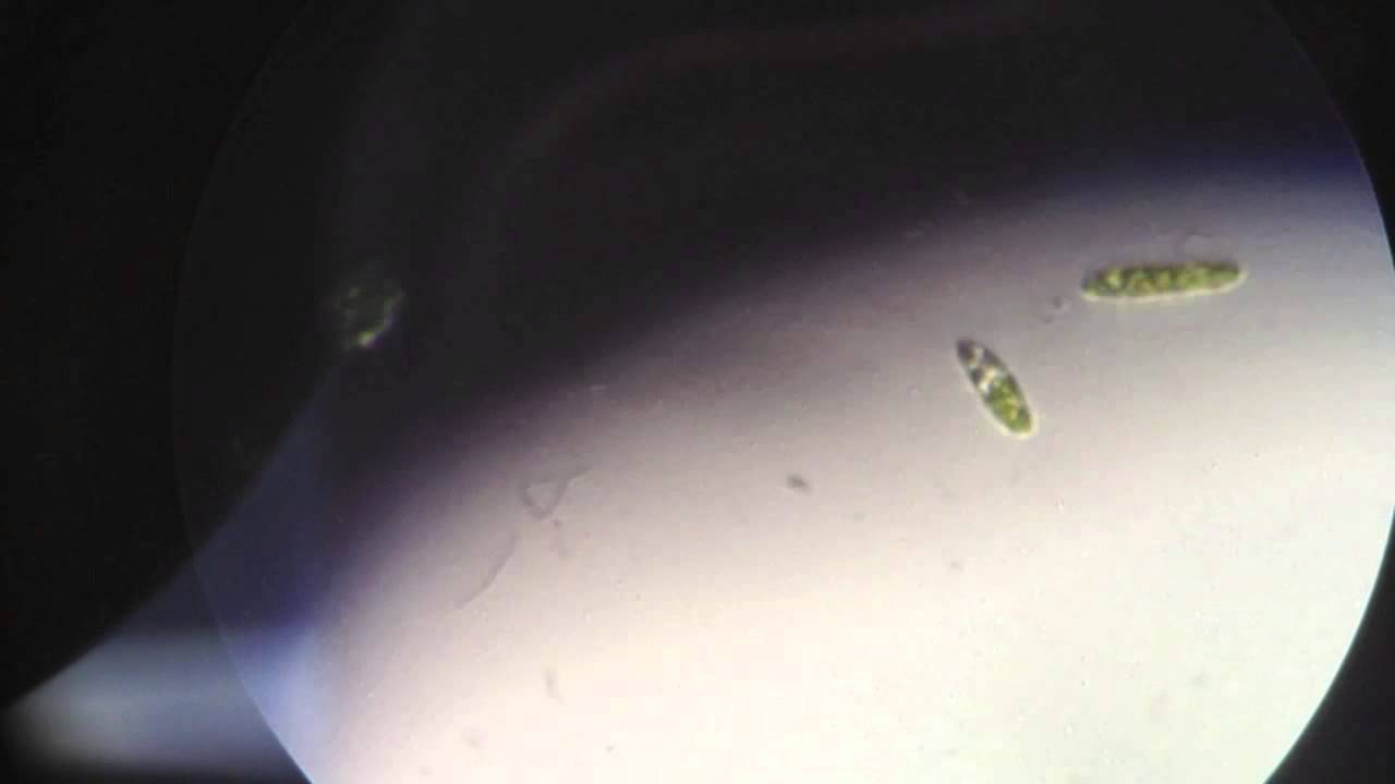 Swimming Euglena