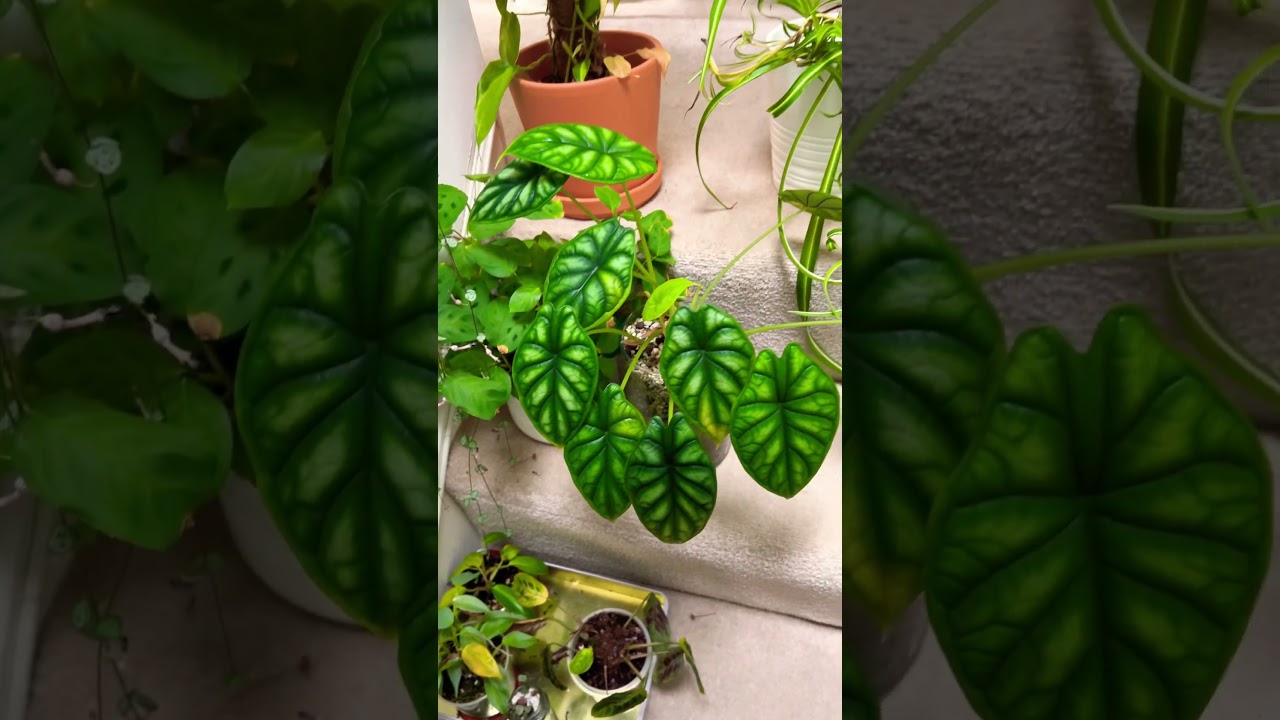 Time To Purge Some Plants 