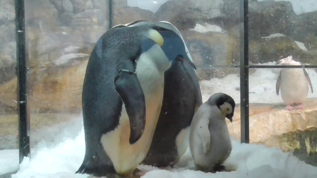 皇帝ペンギンの赤ちゃん 「ママの足の上でねんねさせて」 「大きくなったから入らないでしょう」
