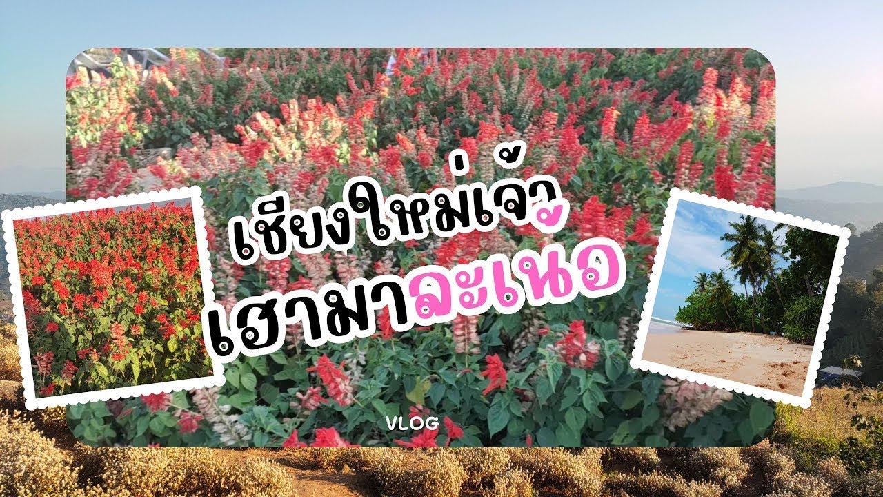 เชียงใหม่เจ้า เฮามาแล้วเน้อ