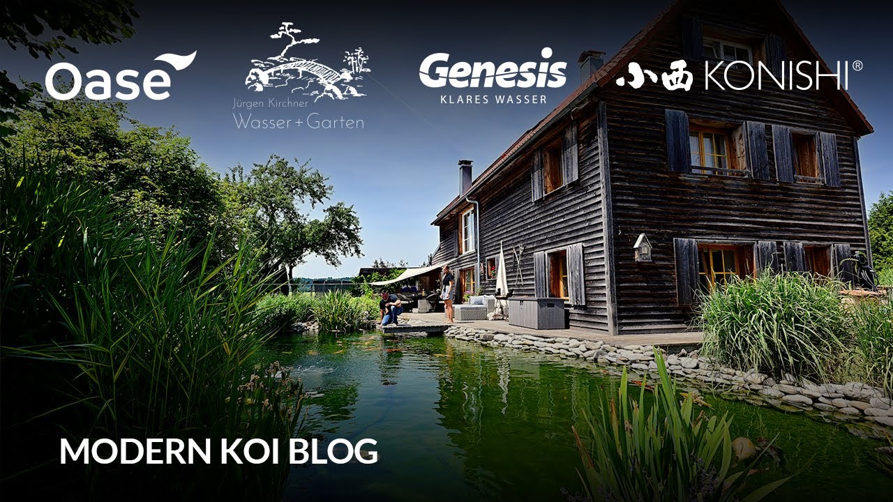 Modern Koi Blog 