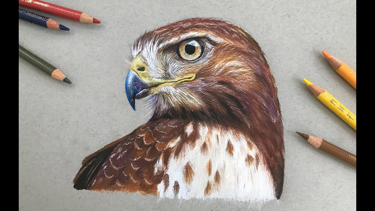 Drawing a Red Tailed Hawk [Timelapse]