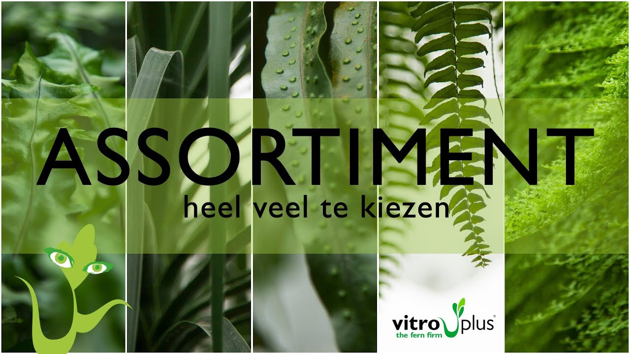 Varens van Vitro Plus - Assortiment