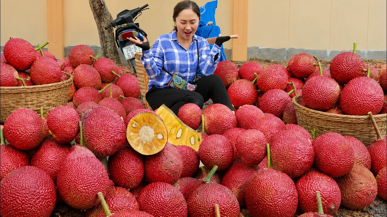 Harvesting Fresh Red Jackfruit From Farm - Going To Countryside Market To | Emma Dailylife