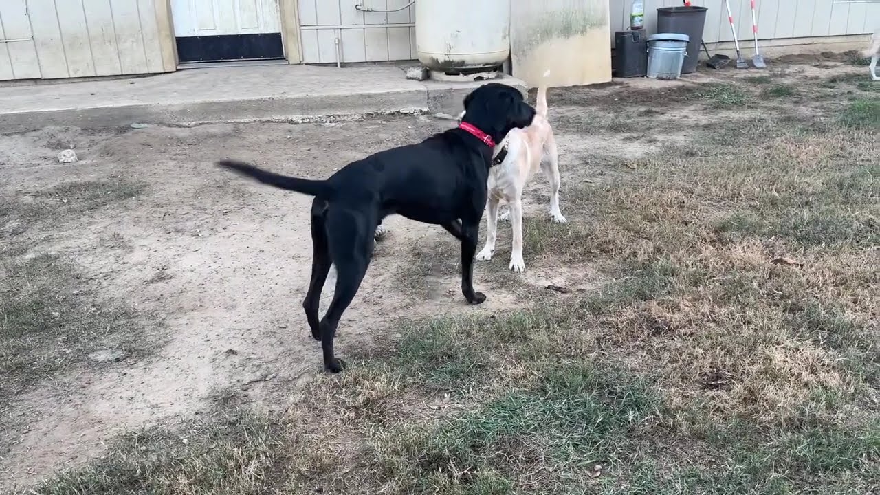 Daisy and Gunny playing - Labs4Rescue