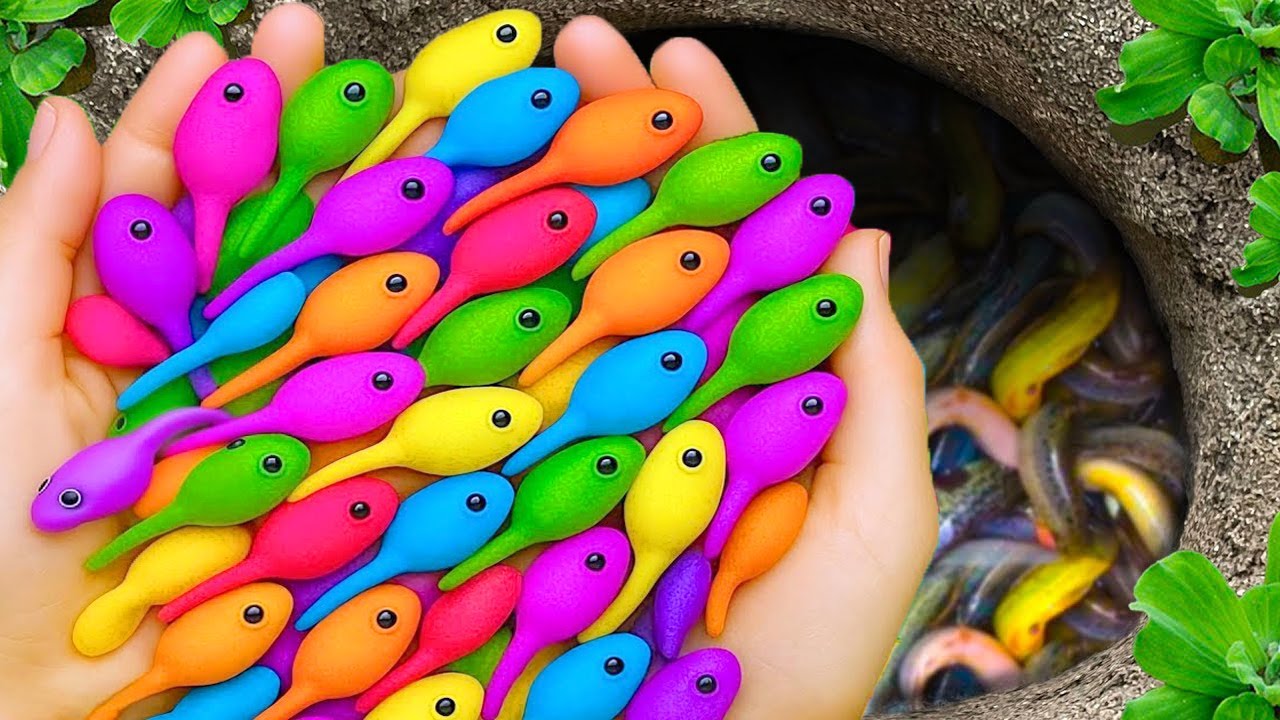 The incredible catch colorful aquarium fish in small pond: baby turtle, eels, pencil fish, tadpole.