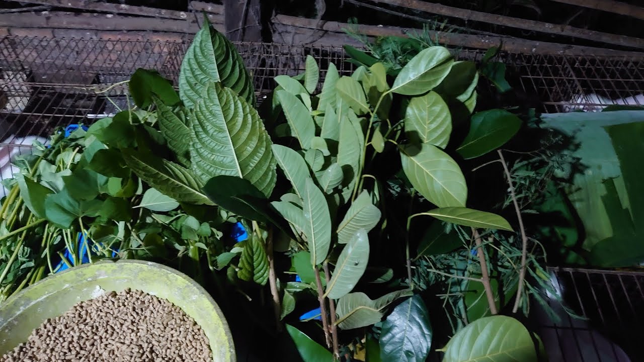 Thức ăn cho Thỏ