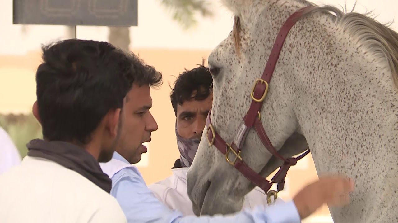 بطولة كاس الملك للقدرة والعموم مسافة 160 كيلو متر 11-3-2019