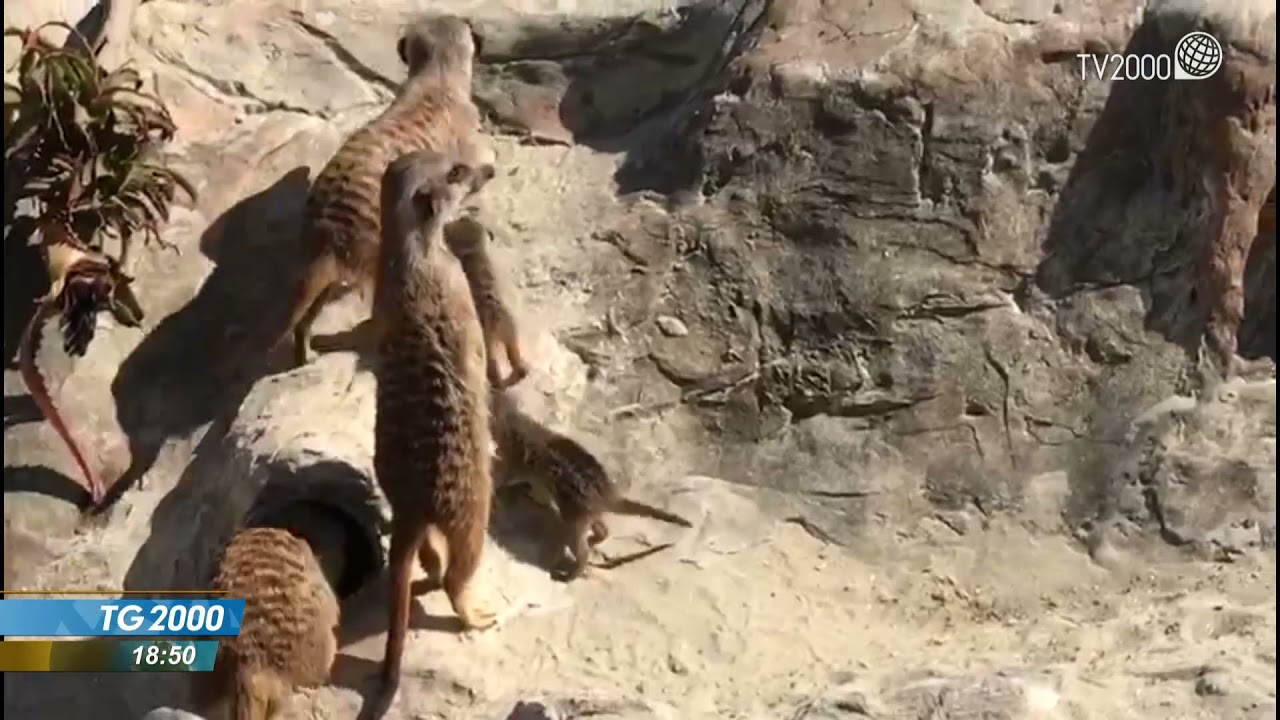 Roma, al bioparco la nascita di cammellini e suricati