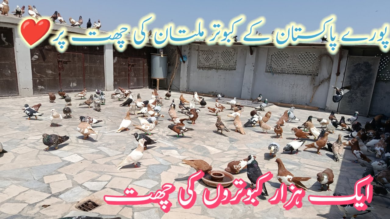 Multan Sa Shahzad Bhai America Walo K 1000 pigeon ka Shoq ❤️❤️