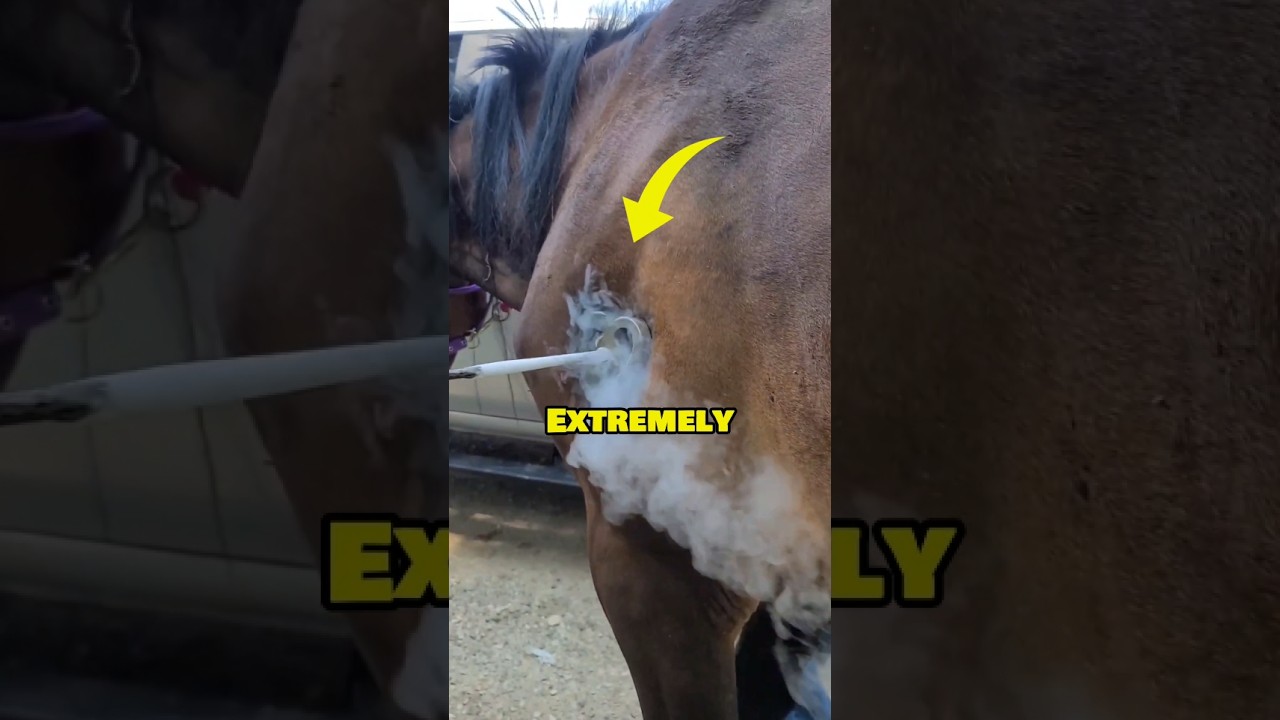 Брендинг лошадей с использованием технологии Cold Freeze 🐎