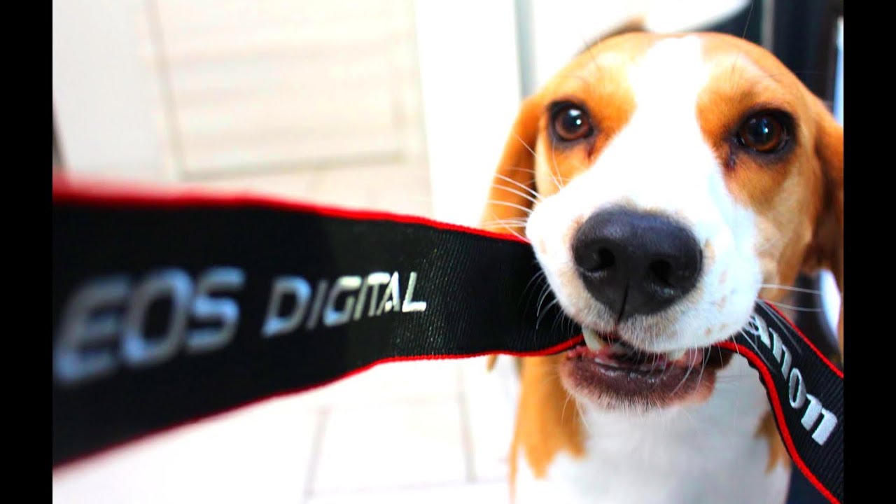 Funny BEAGLE Compilation! Why You Should Get A Beagle Dog. Episode #4